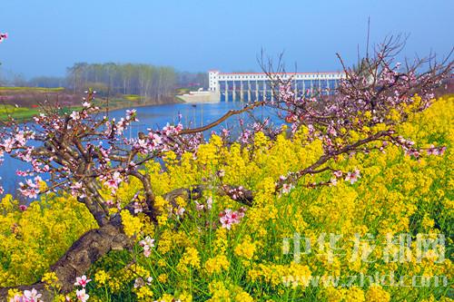 又是一年桃花開(kāi)