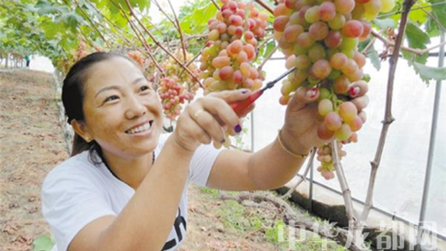 商水返鄉(xiāng)農(nóng)民工創(chuàng)建葡萄采摘園取得好收益