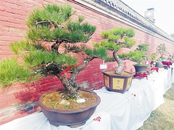 淮陽菊展醉游人 盆景助陣添新姿