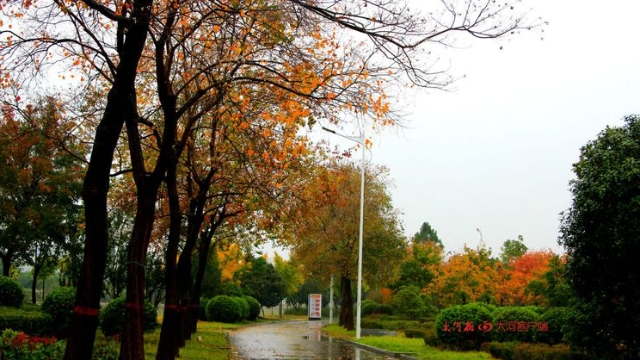 詩情畫意！秋冬之交一場雨 別樣周口落葉美