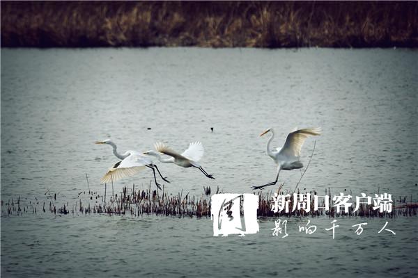 淮陽(yáng)龍湖：鷺舞春天