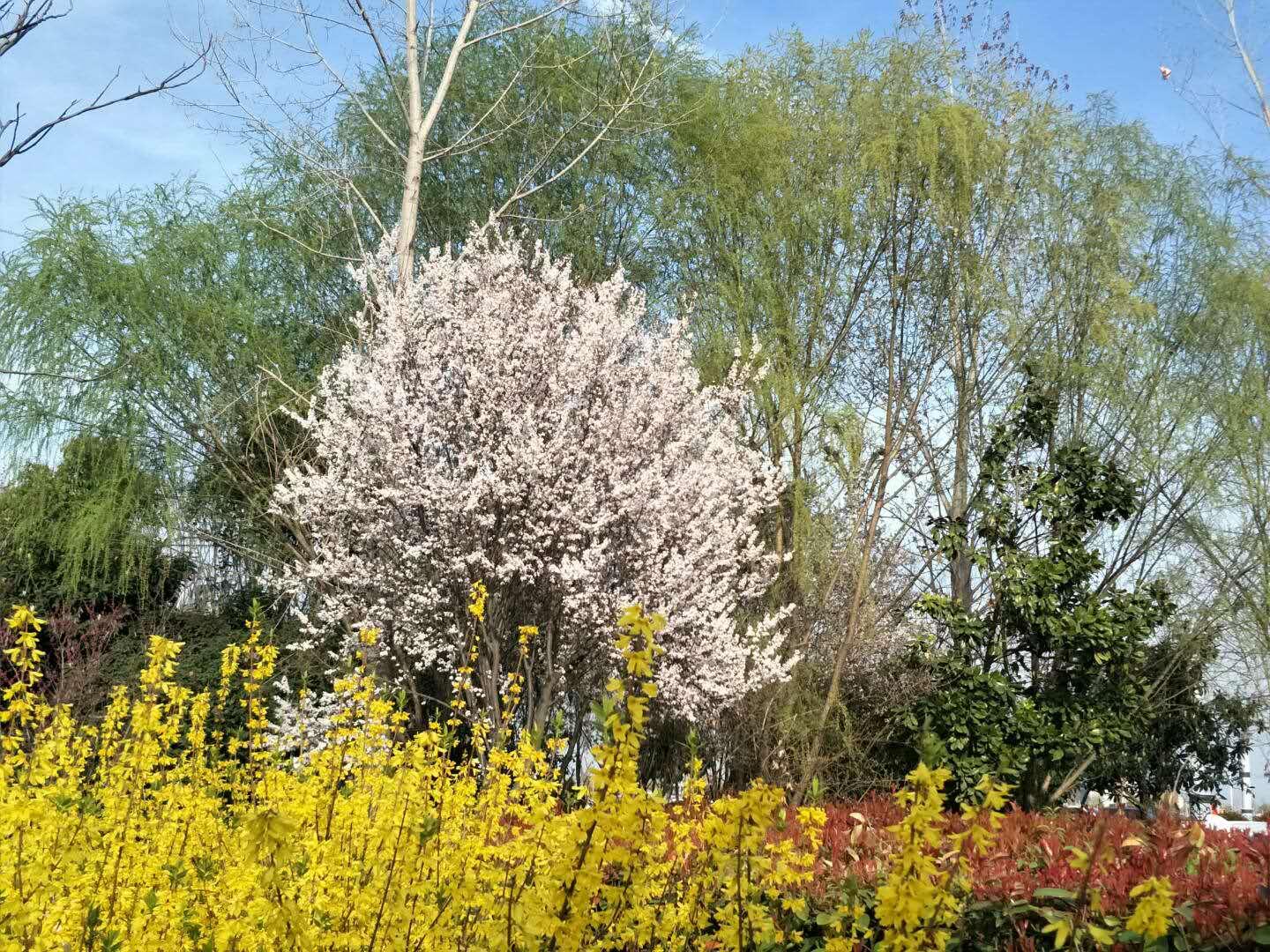 春天里，我們一起來(lái)看花