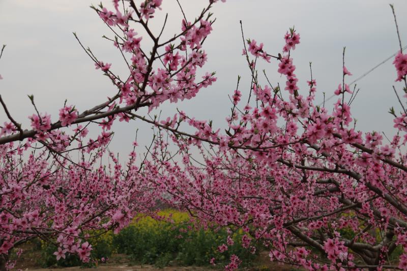 西華：萬(wàn)畝桃花開 迎君賞花來