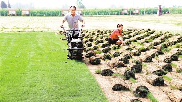 草坪種植助農(nóng)增收