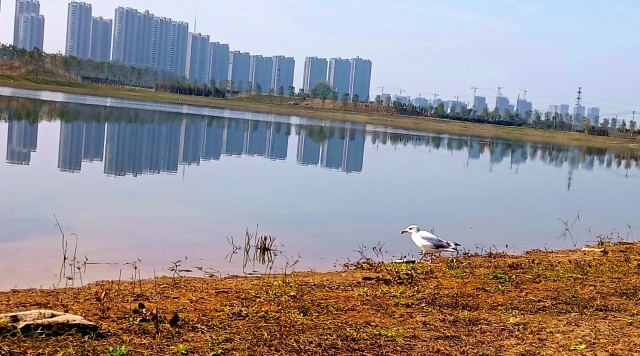 打造水生態(tài)城市，讓周口更宜居