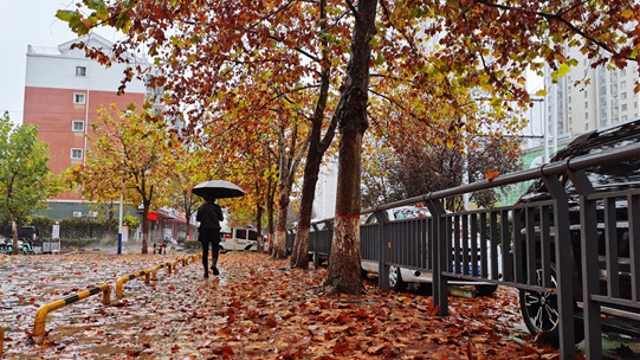 雨中周口，別有一番韻味