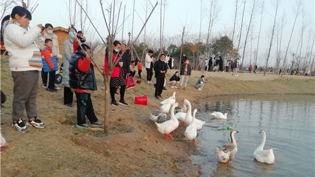 淮陽梅園：梅花迎春開 游玩好去處